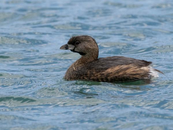 <h3><a href="/trips/Tucson_2023/biota/animalia/chordata/aves/011 podicipediformes/001 podicipedidae/podilymbus podiceps/podilymbus podiceps-nl.html">Podilymbus&nbsp;podiceps</a> / Pied‑billed&nbsp;grebe / Dikbekfuut</h3>OM-1 met M.300mm F4.0 + MC-14, 1/4000 sec  bij F5.6, ISO 500, afstand 24.4&nbsp;m